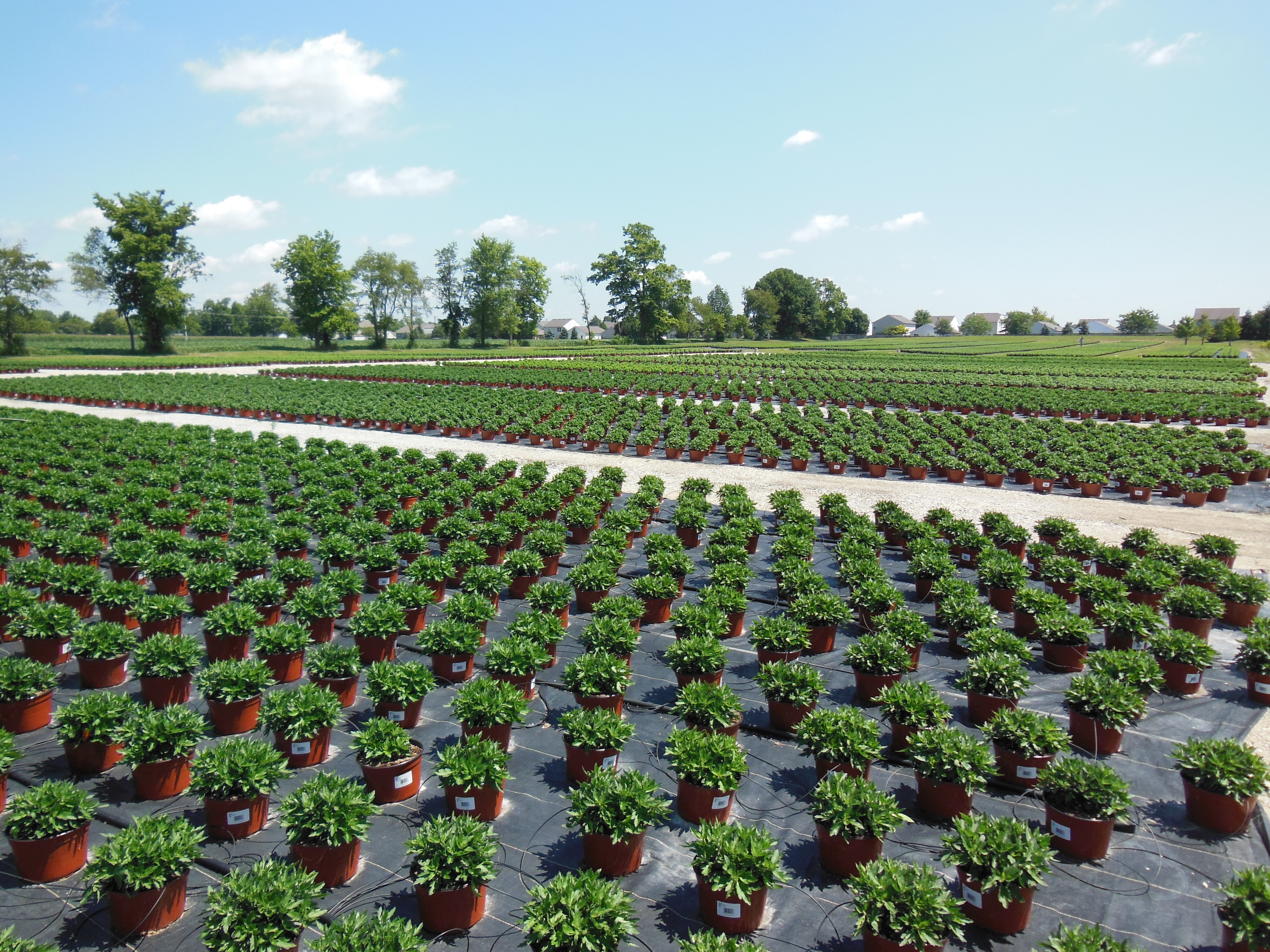 A large outdoor nursery with hundreds of potted green garden mums arranged in neat rows on black ground cover, stretching toward the horizon under a blue sky with scattered clouds.